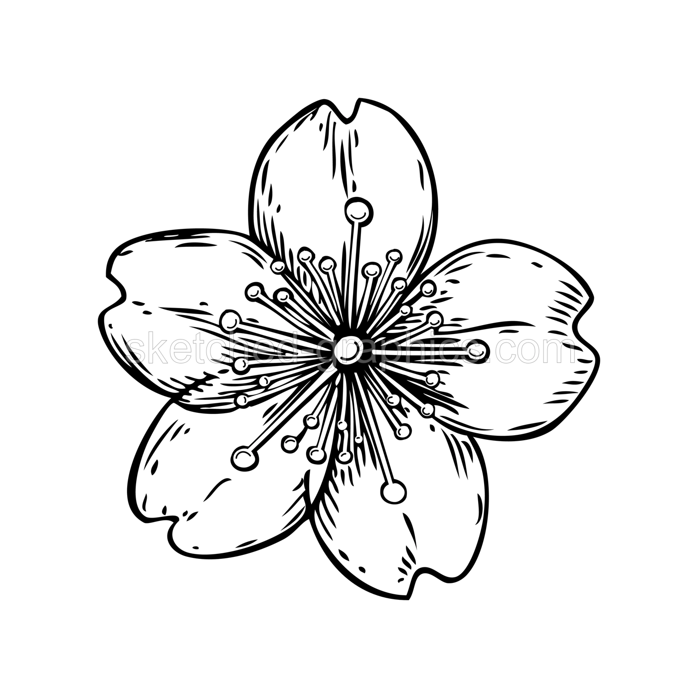 Sakura flower sketch. Cherry blossom vector illustration. Hand-drawn spring design element. NOT AI generated Illustration